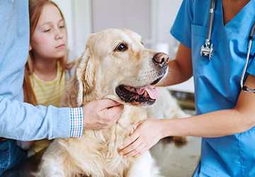 6 Advantages of Pet Insurance to Keep Your Furry Friends Healthy