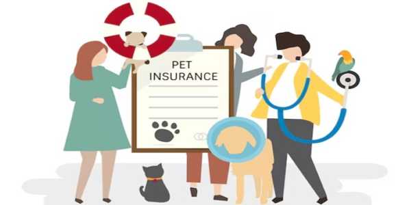 Why Is Pet Insurance Growing And What It Covers?